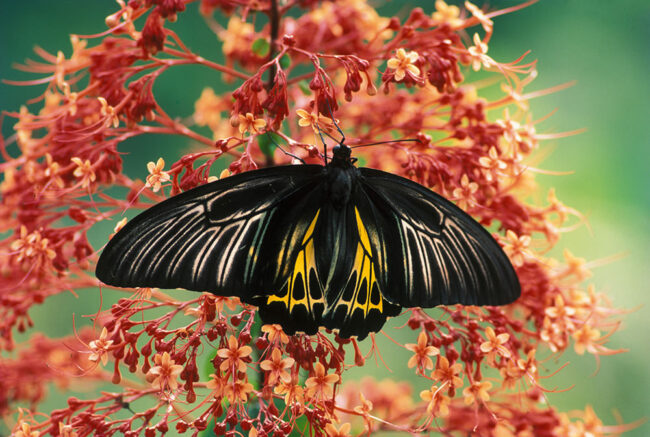 Southern Birdwing_small