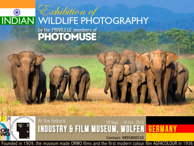 WOLFEN-EXBN_6-web-site