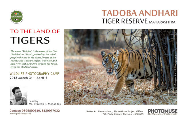 THADOBA-CAMP-POSTER-FINAL